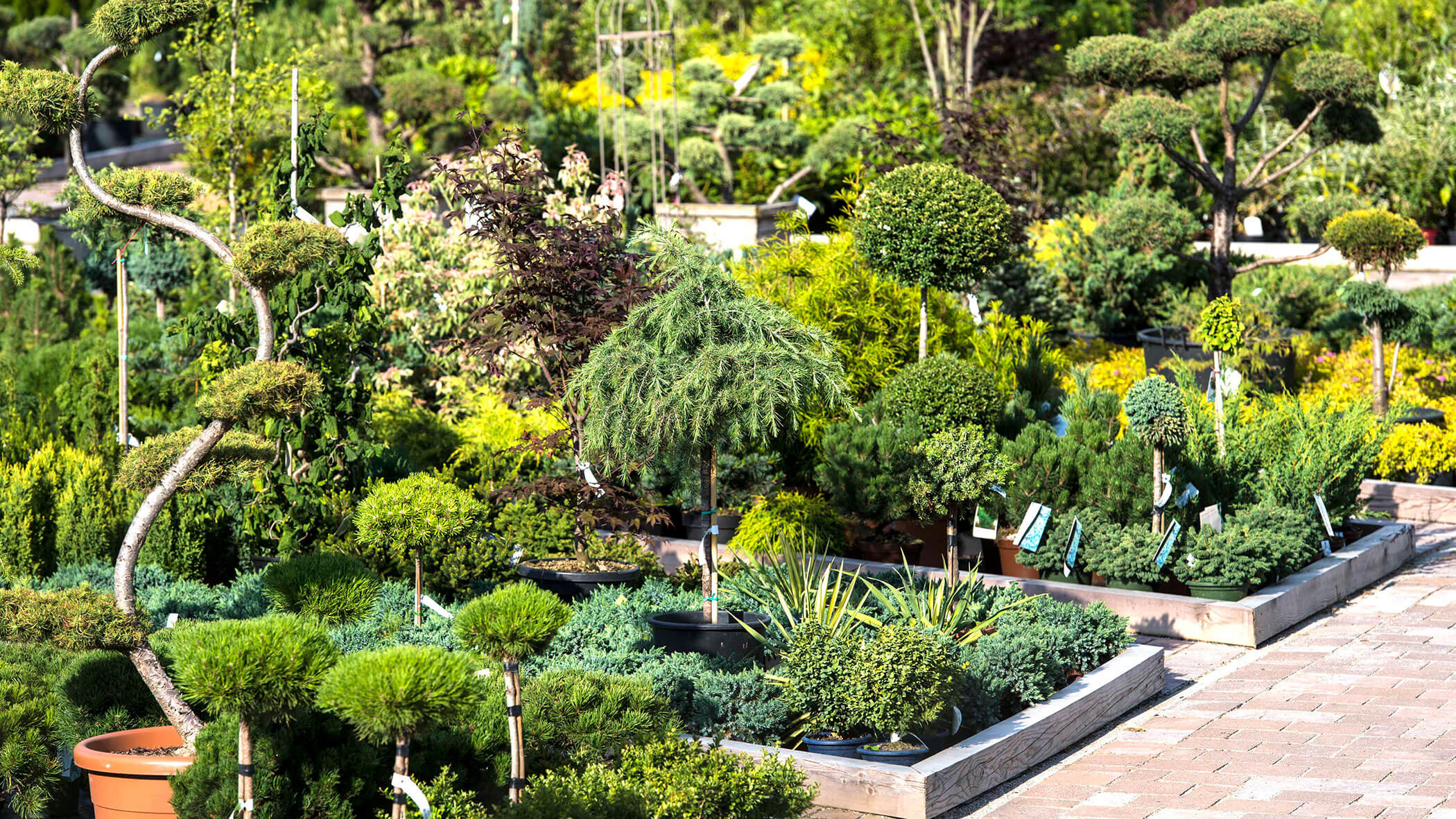 Verschiedene Zierpflanzen und kleine Bäume, die in einem Gartencenter ordentlich in Hochbeeten angeordnet sind. - Obojes