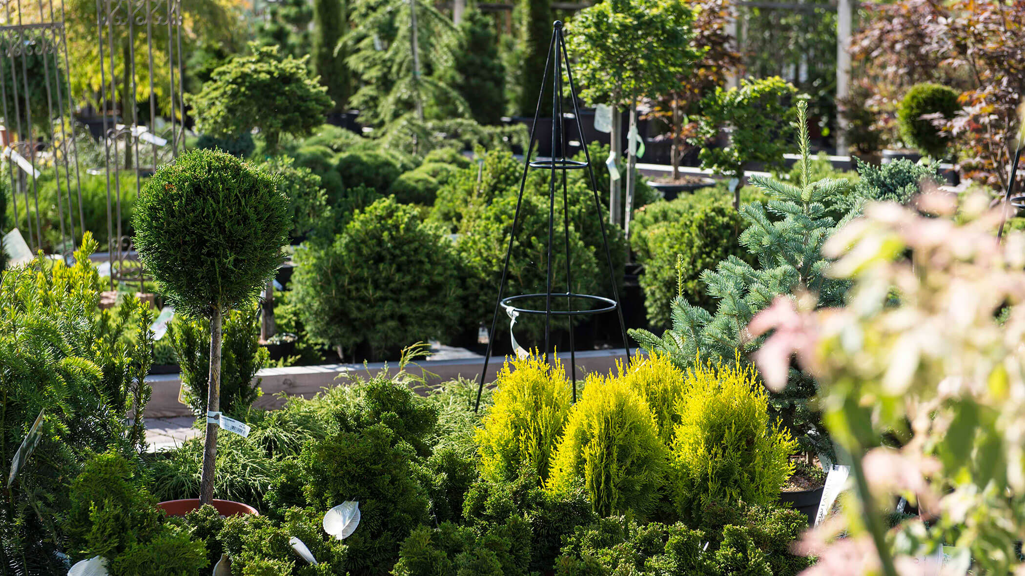 Verschiedene grüne Sträucher und kleine Bäume in Töpfen, die an einem sonnigen Tag in einer Gärtnerei ausgestellt werden. - Obojes