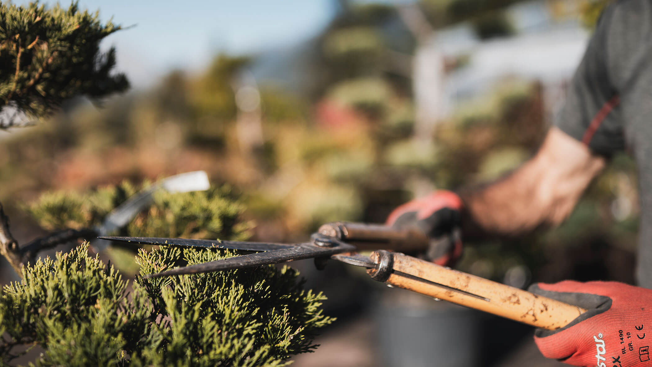 Person, die einen Strauch mit einer Gartenschere beschneidet, mit Handschuhen, im Freien in einem sonnenbeschienenen Garten. - Obojes
