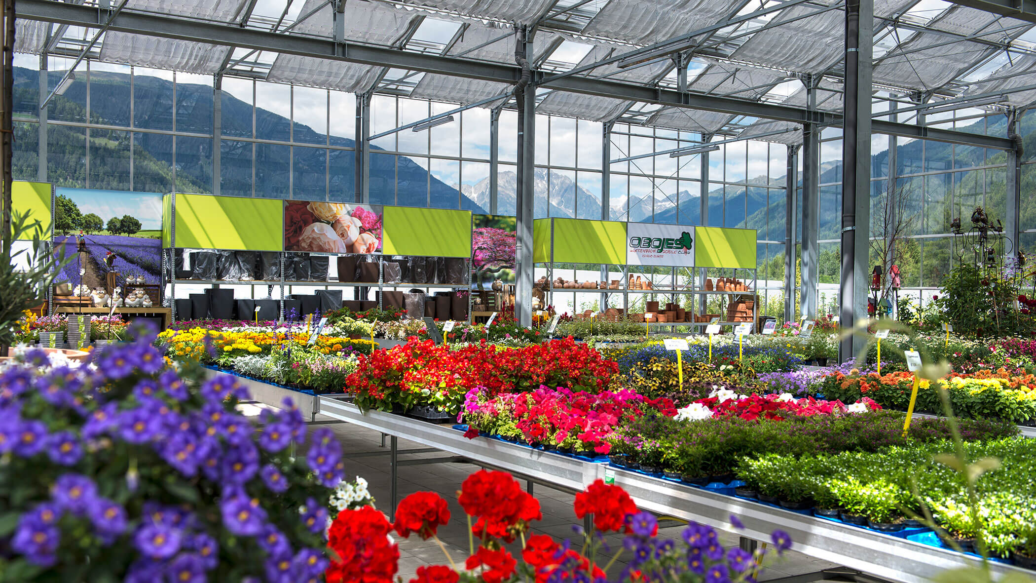 Gewächshaus mit bunten Blumen in Reih und Glied, im Hintergrund sind die Berge durch die Glaswände zu sehen. - Obojes