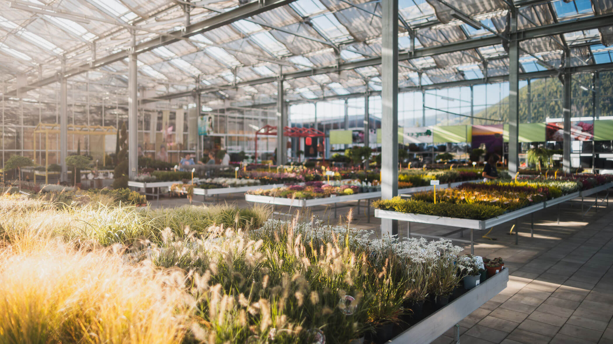 Sonnenbeschienenes Gewächshaus mit Tischreihen, auf denen verschiedene Topfpflanzen und Blumen ausgestellt sind. - Obojes