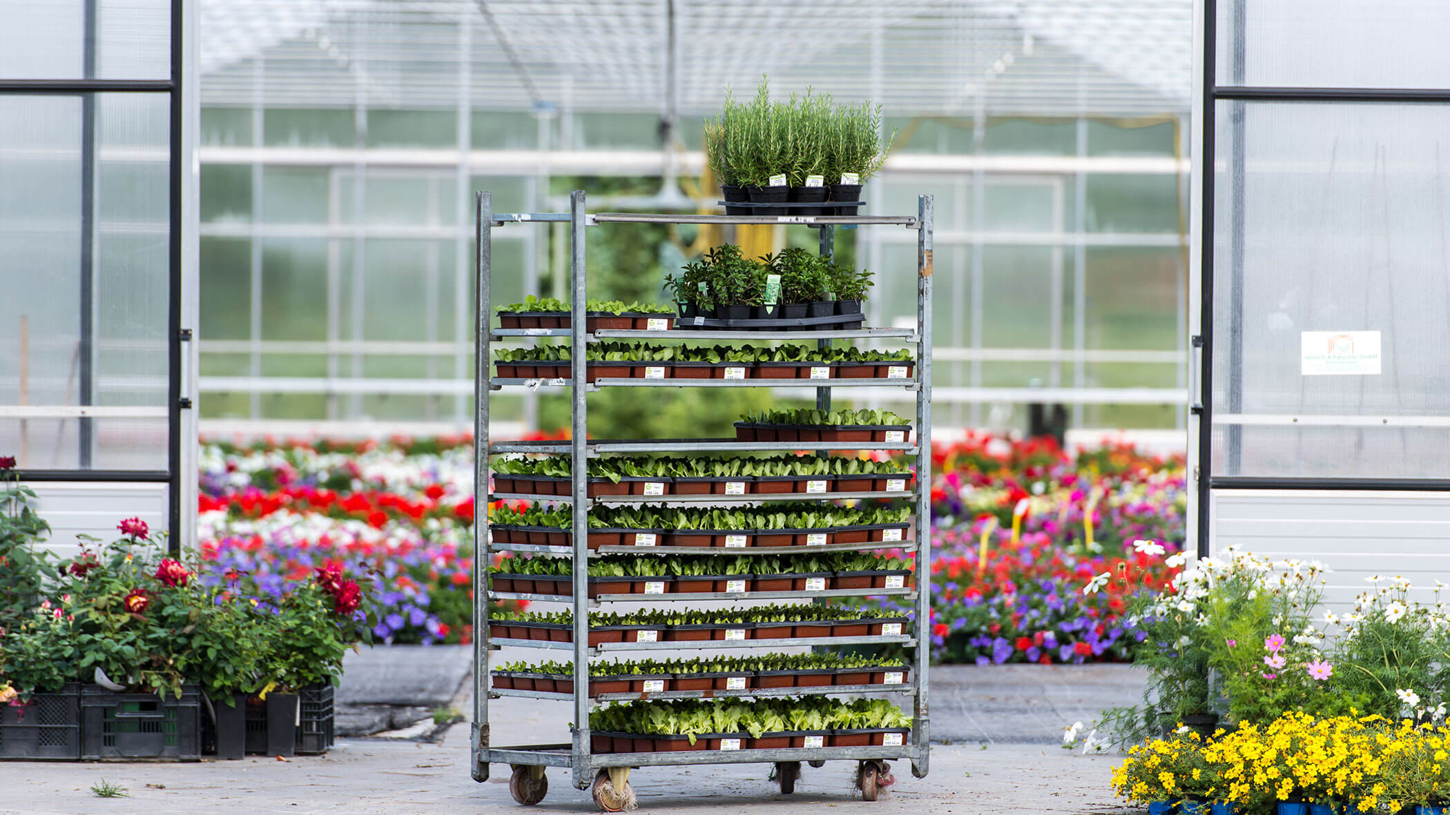 Ein Wagen mit Topfpflanzen vor einem Gewächshaus, umgeben von bunten Blumen. - Obojes