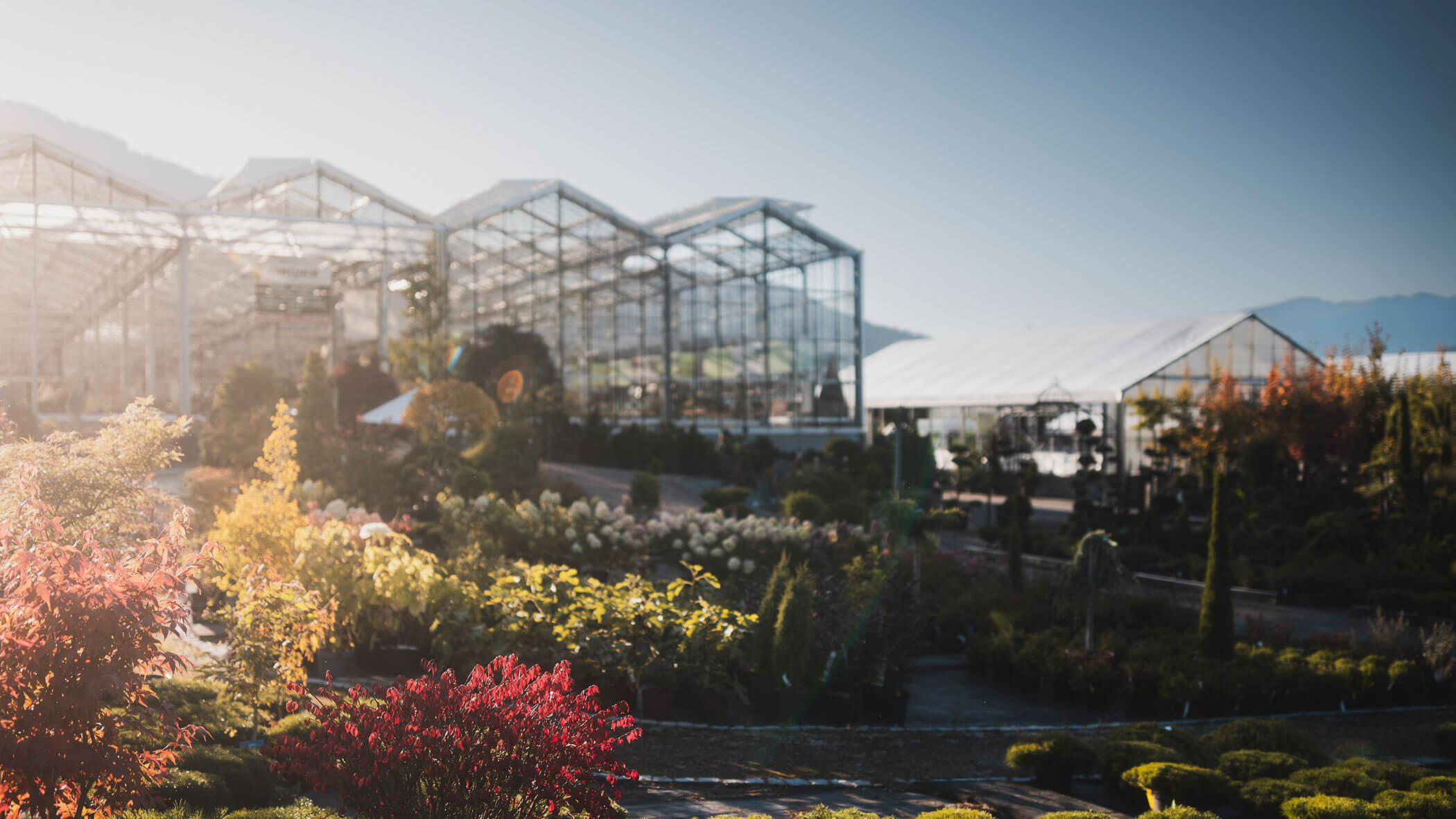 Ein sonnendurchflutetes Gewächshaus mit Reihen von bunten Pflanzen und Bäumen an einem klaren Tag. - Obojes