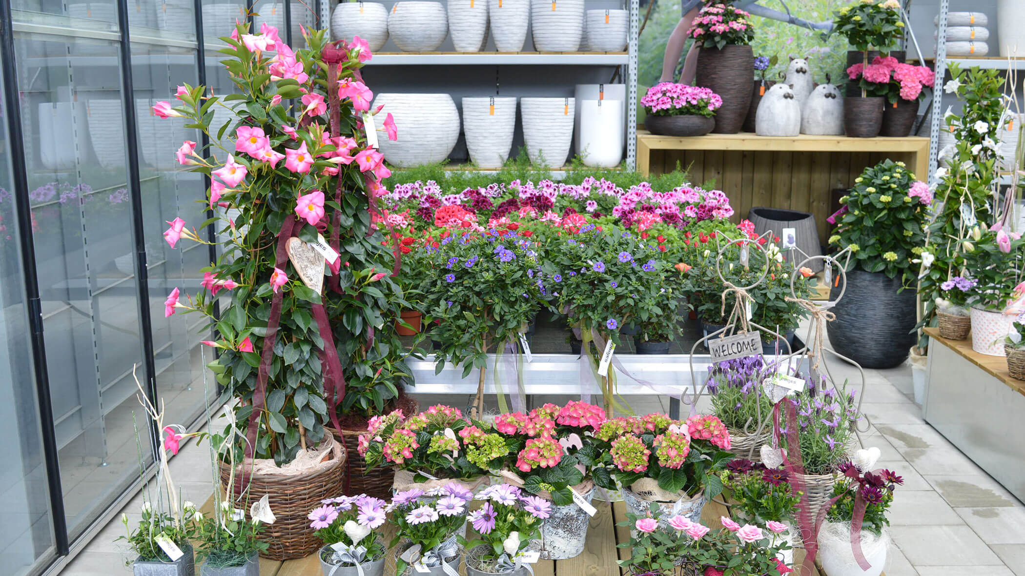 Blumenladen mit verschiedenen bunten Topfpflanzen und Blumen in Regalen und auf Tischen. - Obojes