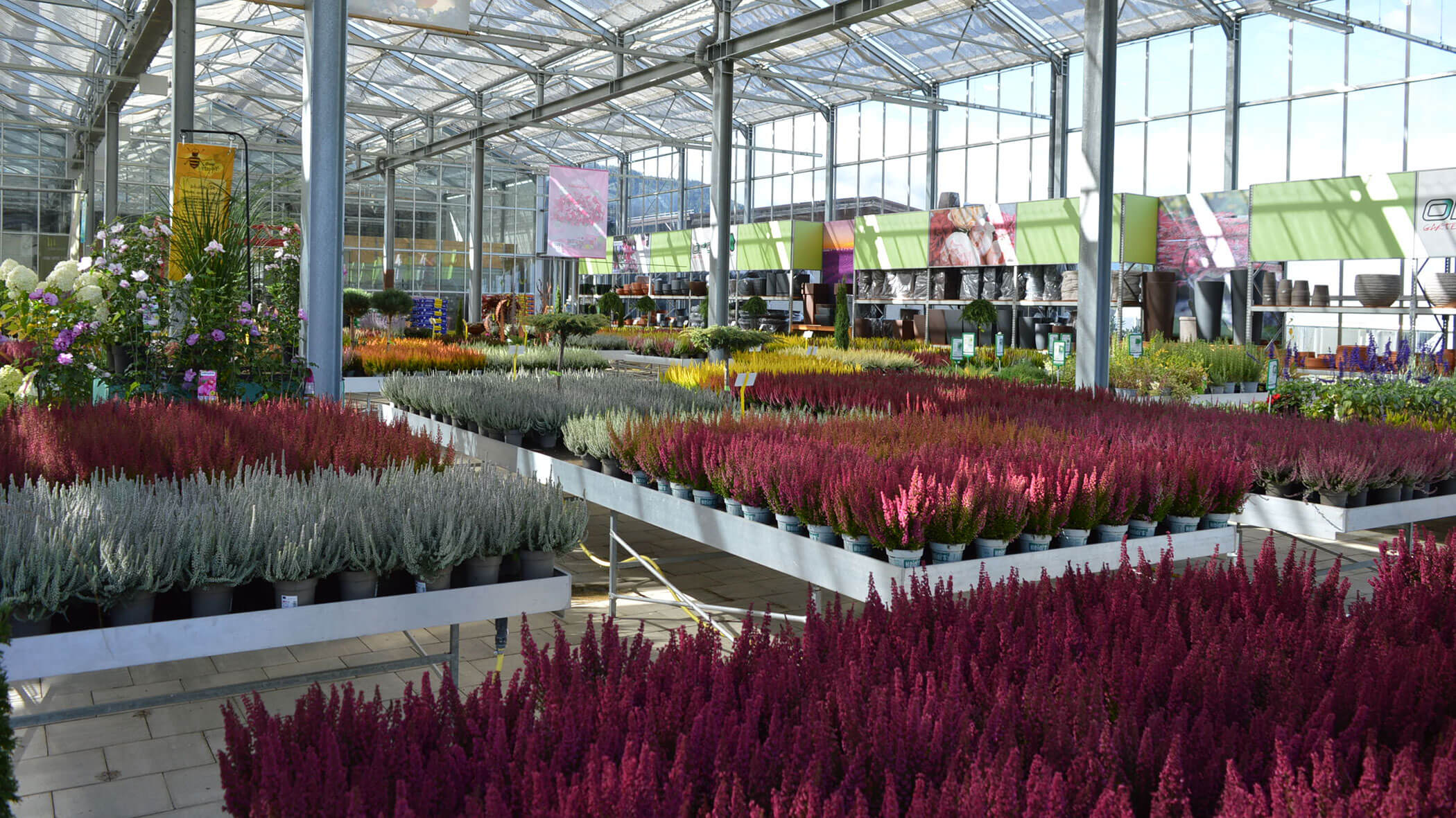 Reihen von bunten Topfpflanzen und Blumen auf Tischen in einem hellen Gewächshaus-Gartencenter. - Obojes