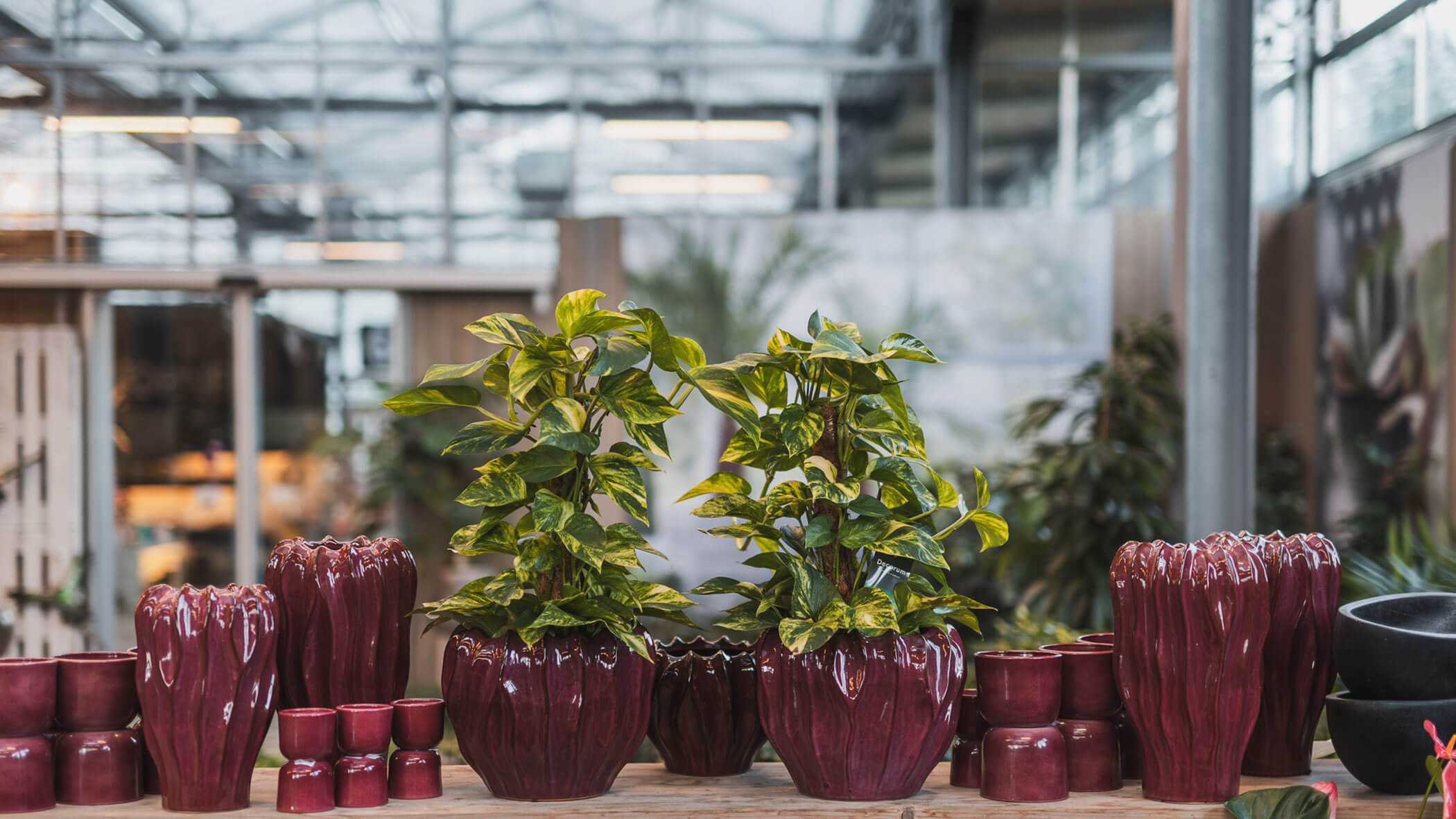 Zwei blattreiche Topfpflanzen in kastanienbraunen Keramiktöpfen in einem Gewächshaus oder Gartencenter. - Obojes