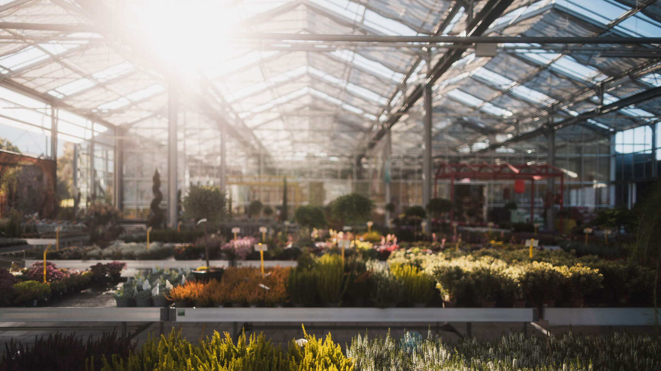 Sonnenlicht strömt in ein Gewächshaus, das mit Reihen von bunten Pflanzen und Blumen gefüllt ist. - Obojes