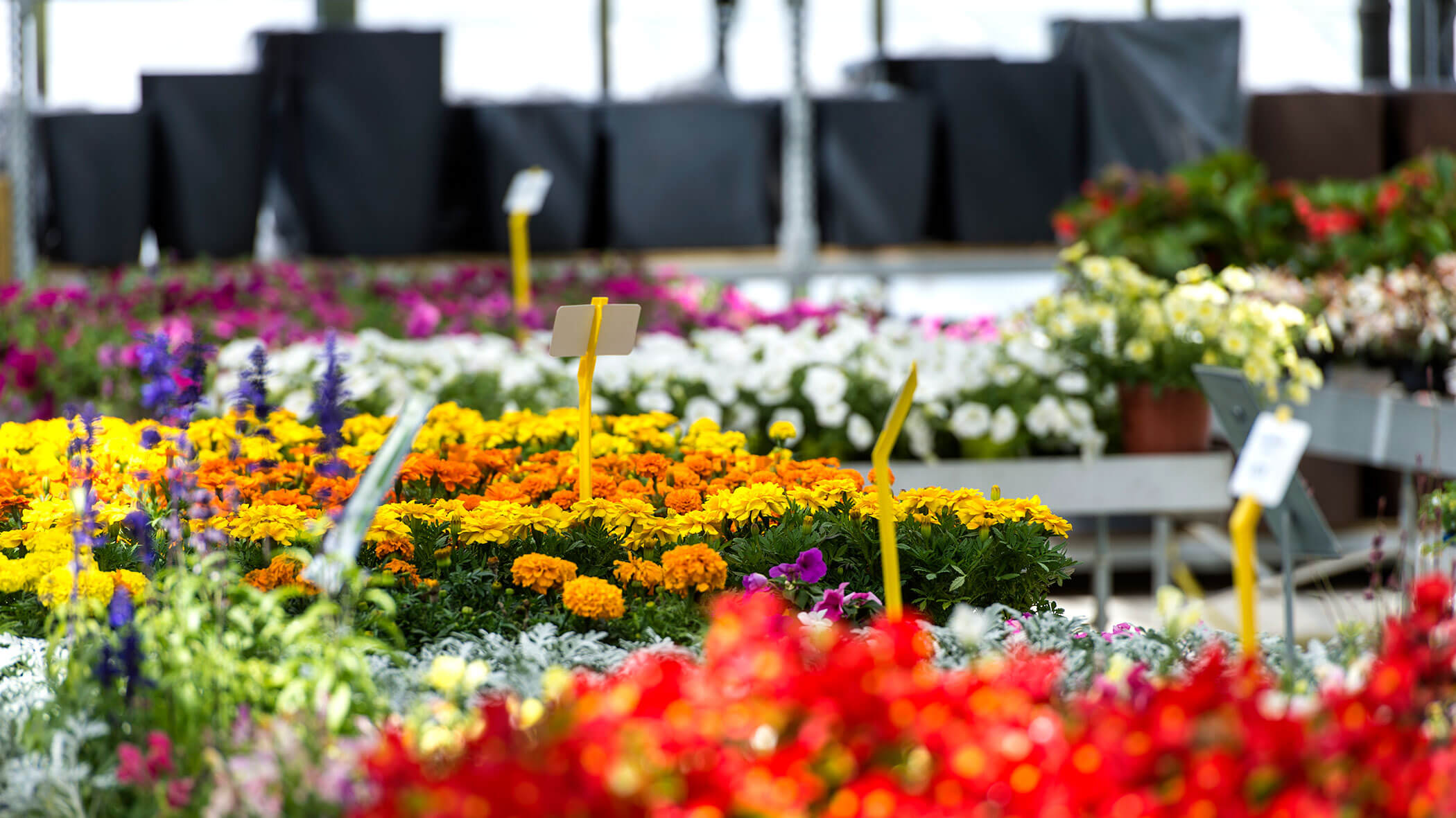 Bunte, blühende Blumen sind auf Tischen in einem Gartencenter ausgestellt, dazwischen sind Pflanzenetiketten zu sehen. - Obojes
