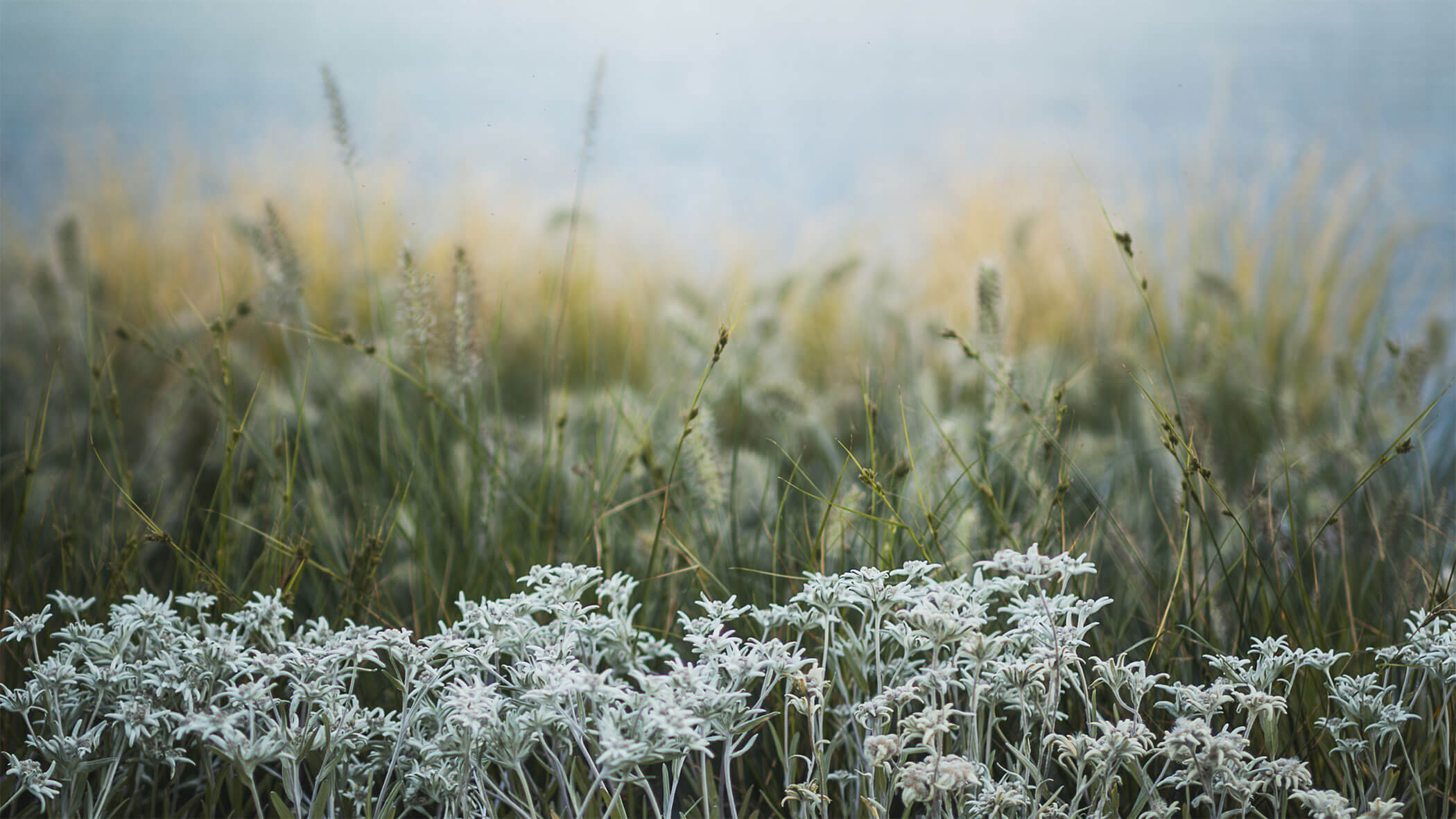 Weiße Wildblumen im Fokus mit hohem, unscharfem Gras und einem dunstigen blauen Hintergrund. - Obojes