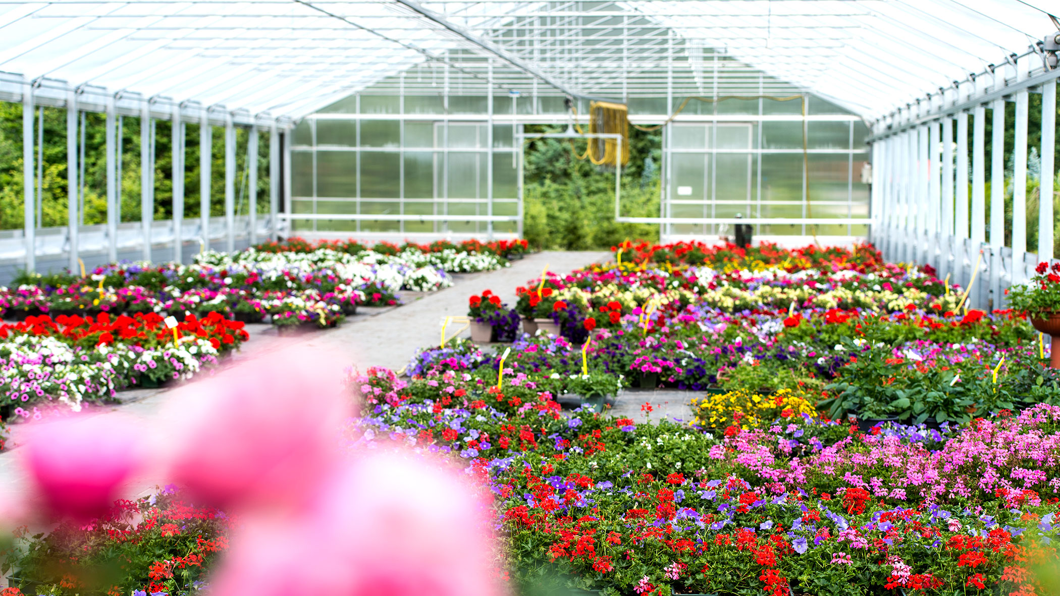 In einem hellen Gewächshaus mit Glasdach und -wänden stehen bunte Blumen in Reihen. - Obojes