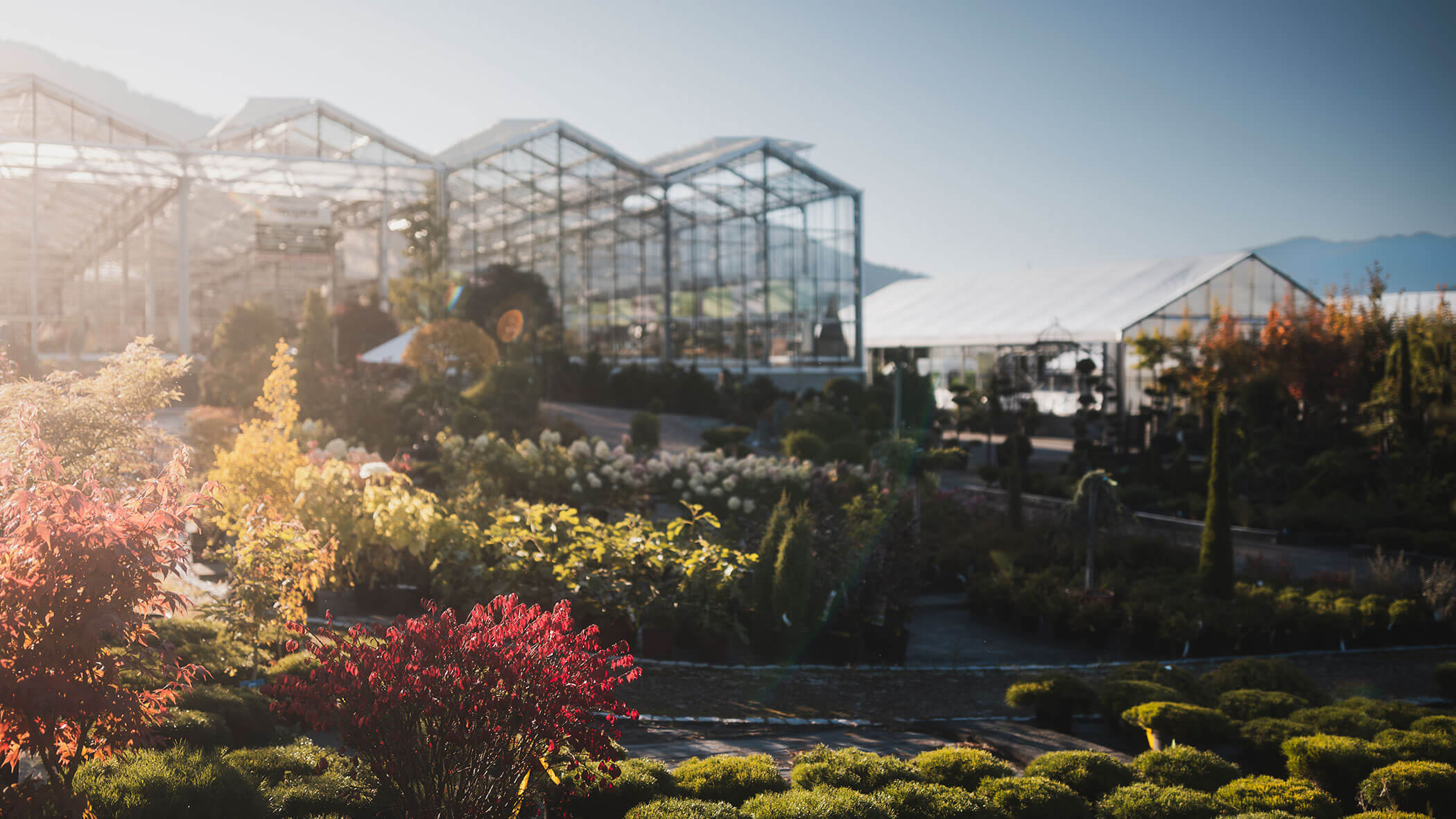 Reihen von Pflanzen und Blumen vor einem großen Gewächshaus an einem sonnigen Tag. - Obojes
