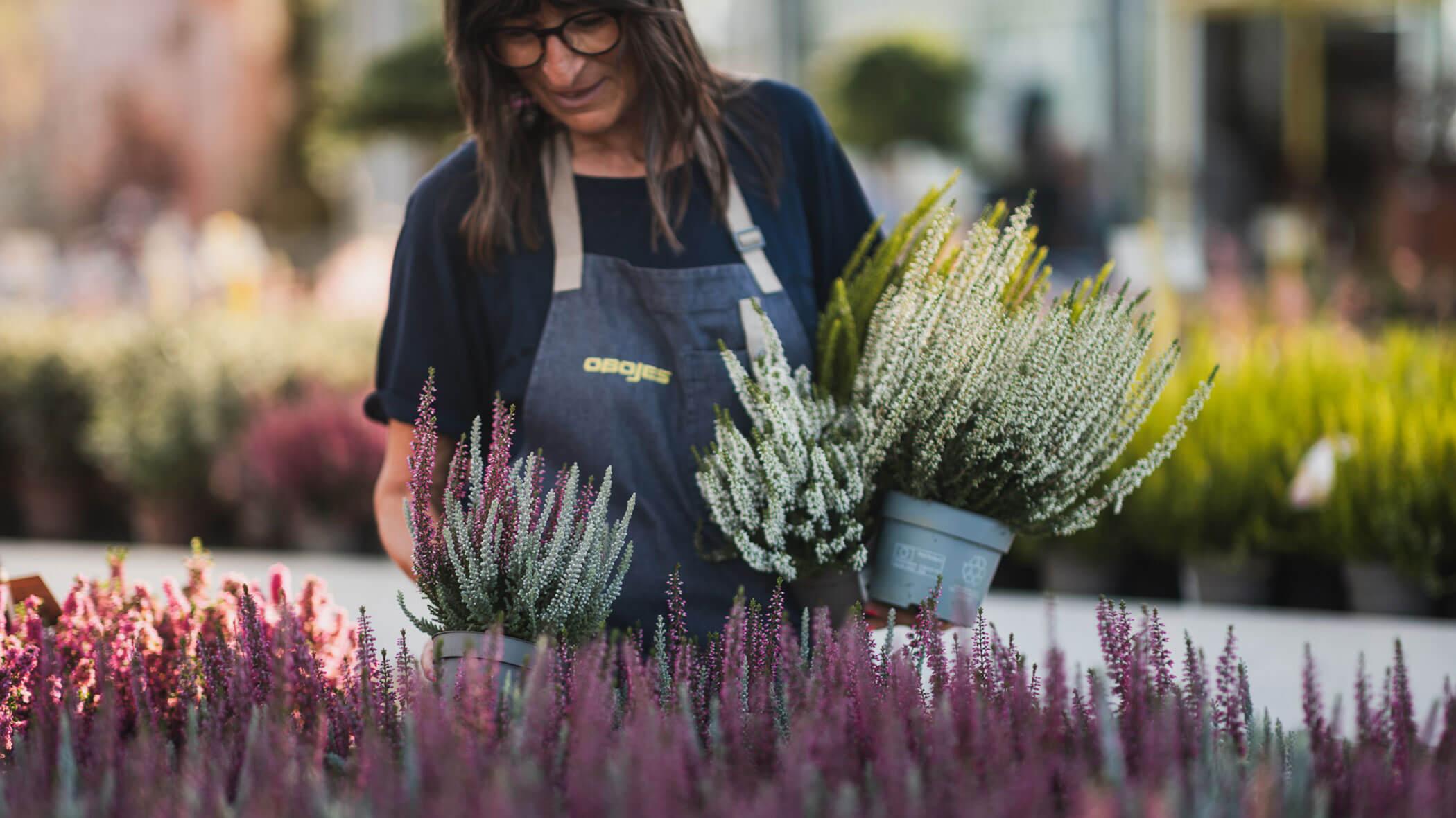 Person in blauer Schürze, die in einem Gartencenter getopfte Heideblumen hält, umgeben von bunten Pflanzen. - Obojes