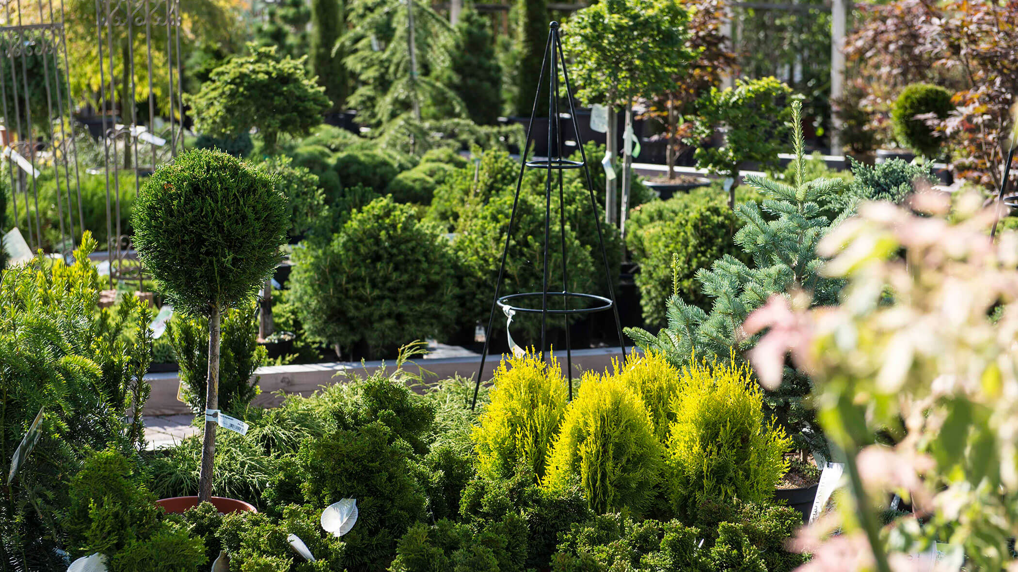 Verschiedene grüne Sträucher und Topfpflanzen, die in einem Gartencenter oder einer Gärtnerei im Freien ausgestellt sind. - Obojes