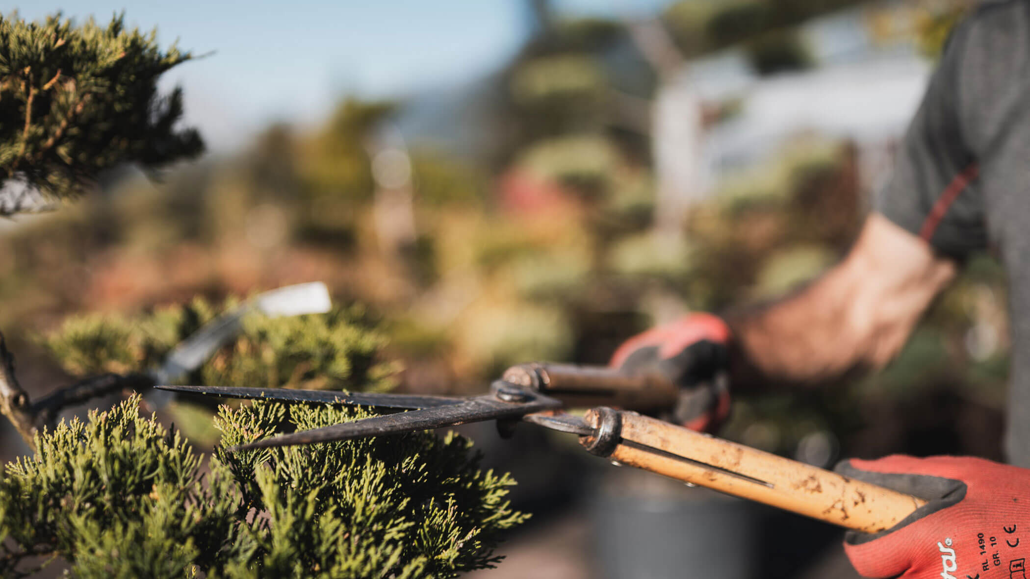 Eine Person mit Handschuhen beschneidet an einem sonnigen Tag im Freien einen grünen Strauch mit einer großen Gartenschere. - Obojes